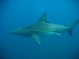 Sudafrica Sara - 25